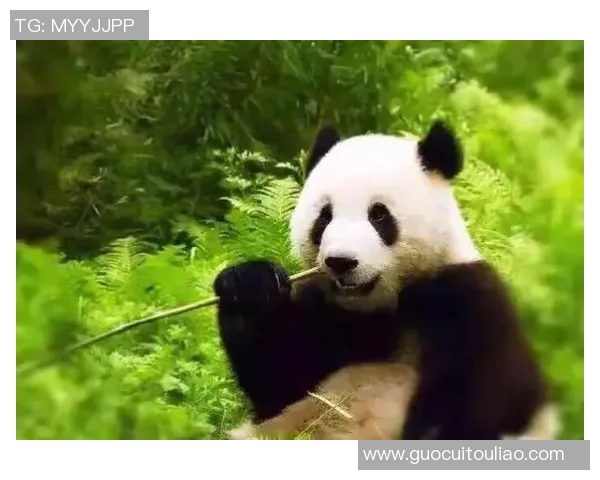 足球明星亲临中国探访熊猫展现友谊与环保意识的美好瞬间